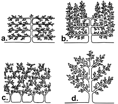 espalier