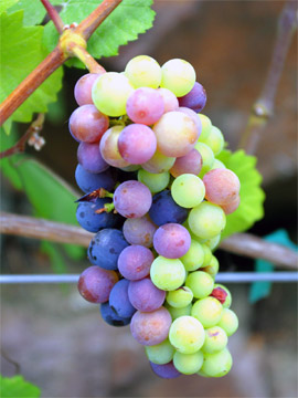 veraison